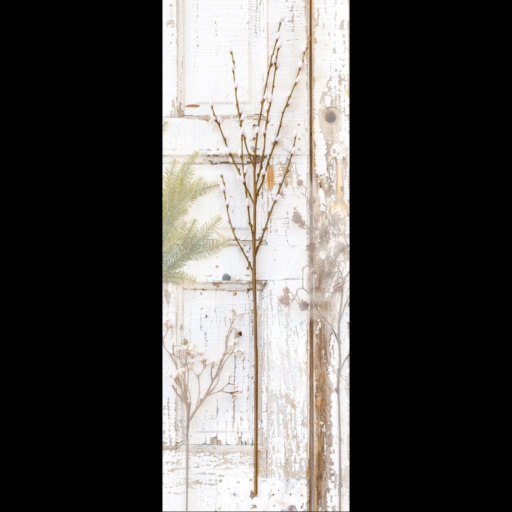 Pussy Willow