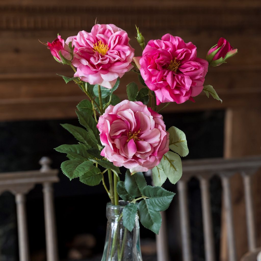 Garden Roses Beauty