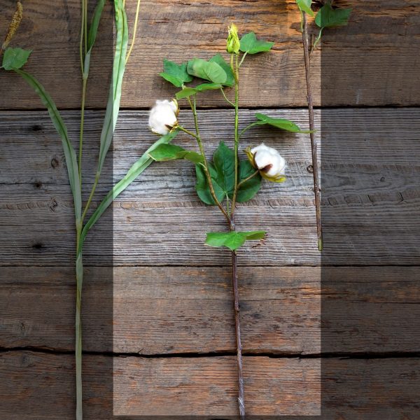 Short Green Cotton Stem