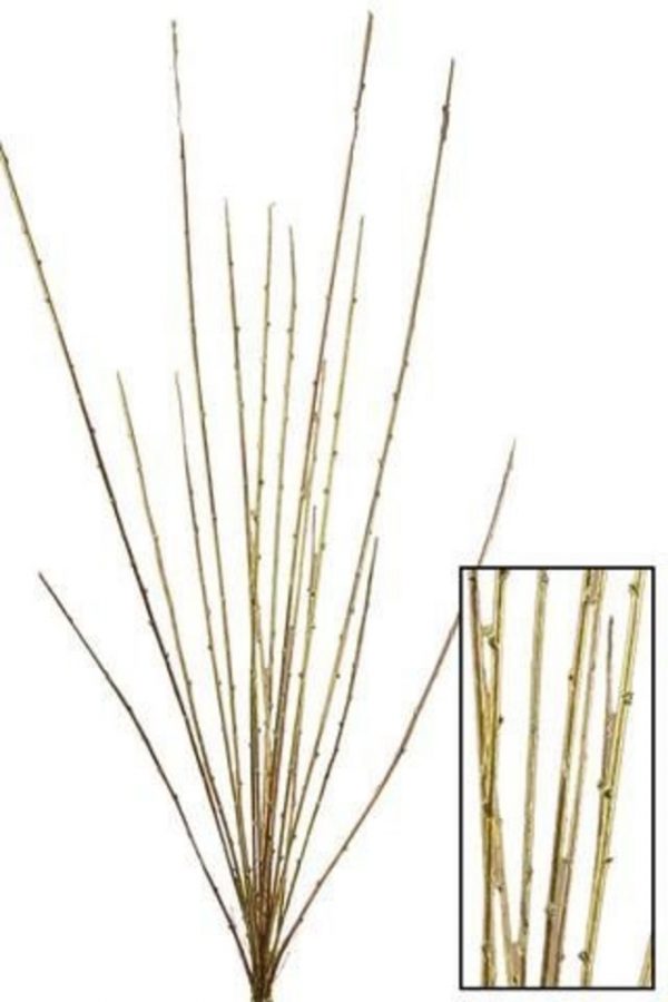 Tall Budding Will
