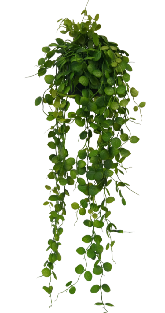 Potted Saxifraga Veitchi