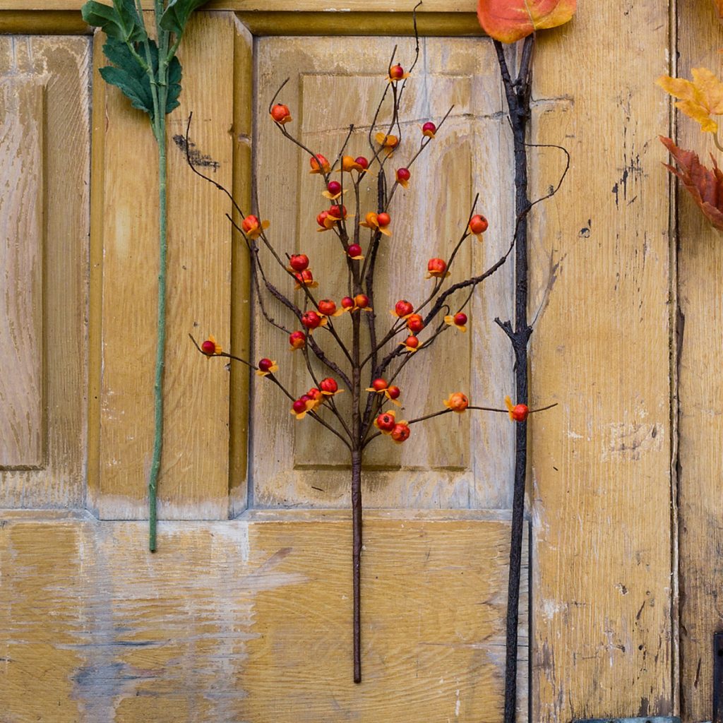 Bittersweet Bramble