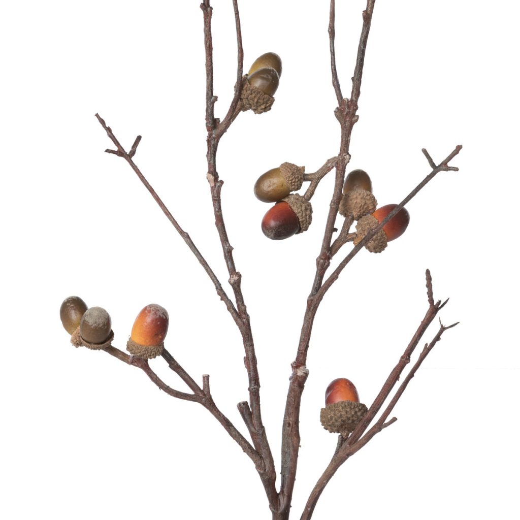 Acorn Branches