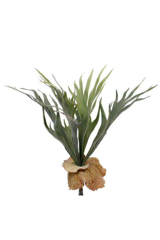 Mini Staghorn Fern Bush - Silkwood Living